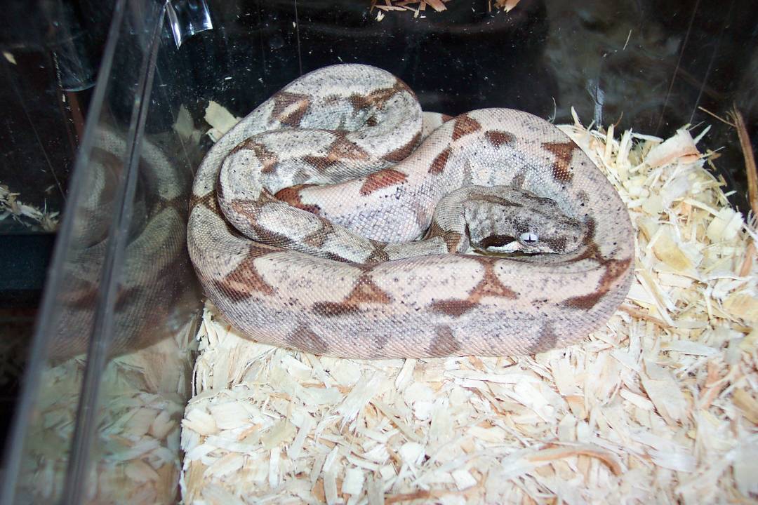 ks13