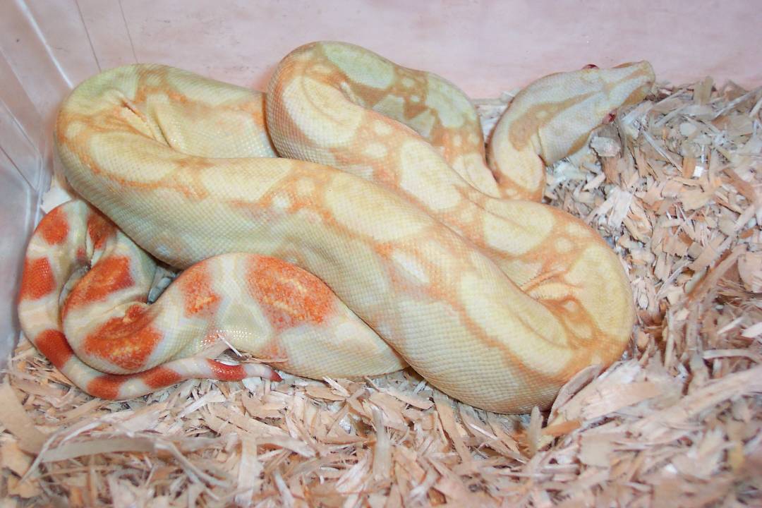 ks14