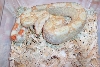 ks15
