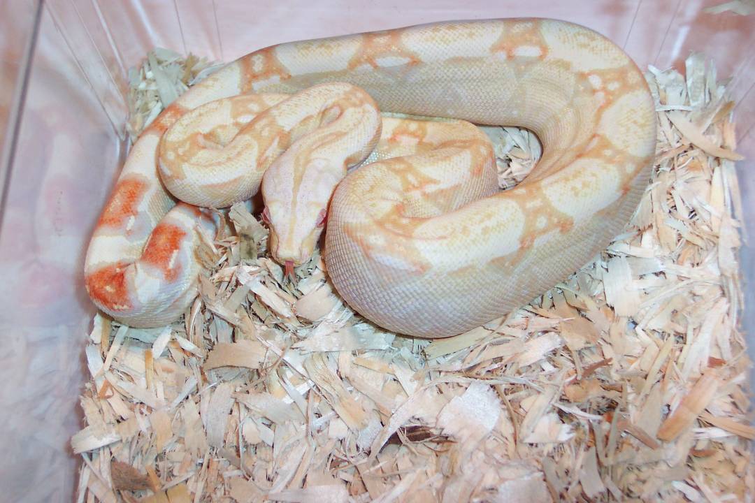 ks15