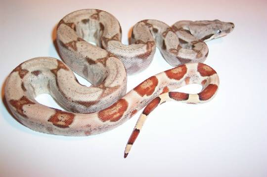 ks19