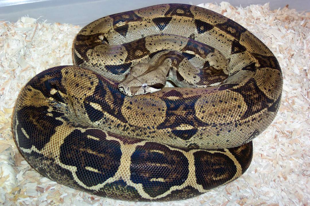 ks21