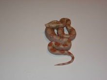 Albino