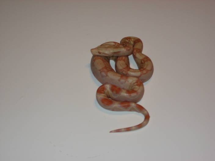 Albino