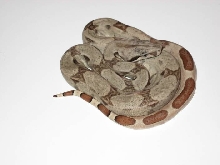 Hypo