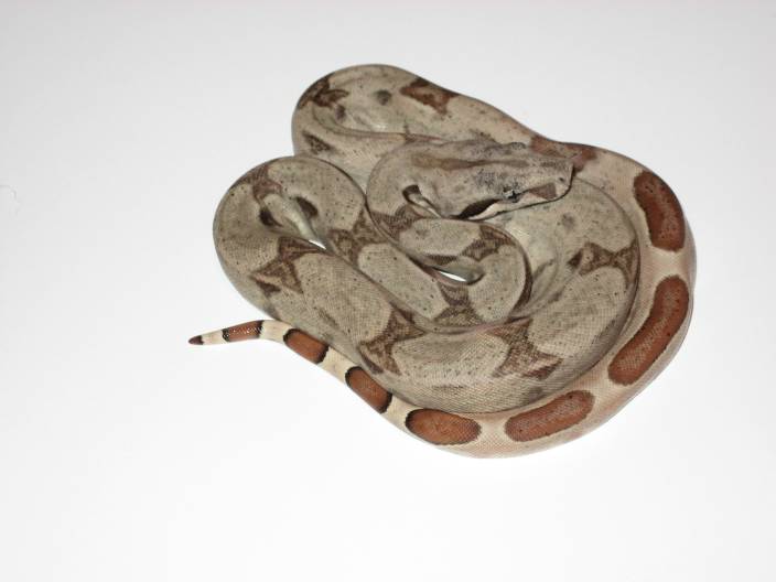 Hypo