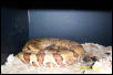 Pregnant Hypo Boa