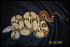 Striped Boa Het Albino