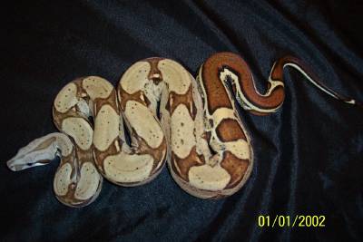 Striped Boa Het Albino