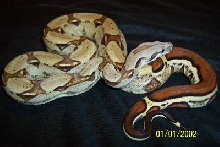 Striped Boa Het for Albino