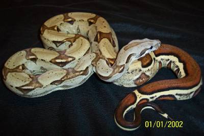 Striped Boa Het for Albino