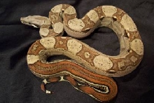 Striped Boa Het Albino