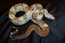 Striped Boa Het Albino