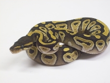 '08 1.0 Mojave2
