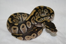 1.0 '08 Mojave