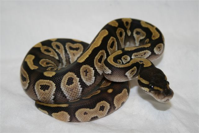 1.0 '08 Mojave