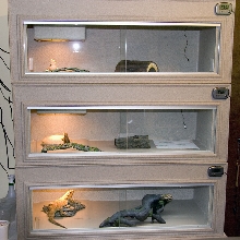 dragon stack