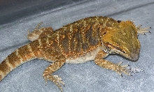 Scooter and a cricket in trouble.