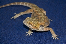 Scooter at 6 months of age.