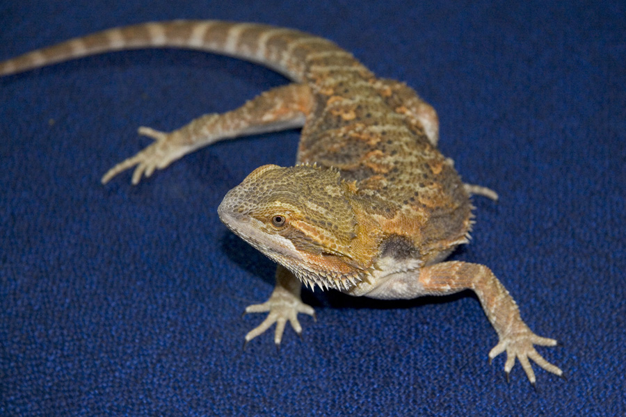 Scooter at 6 months of age.