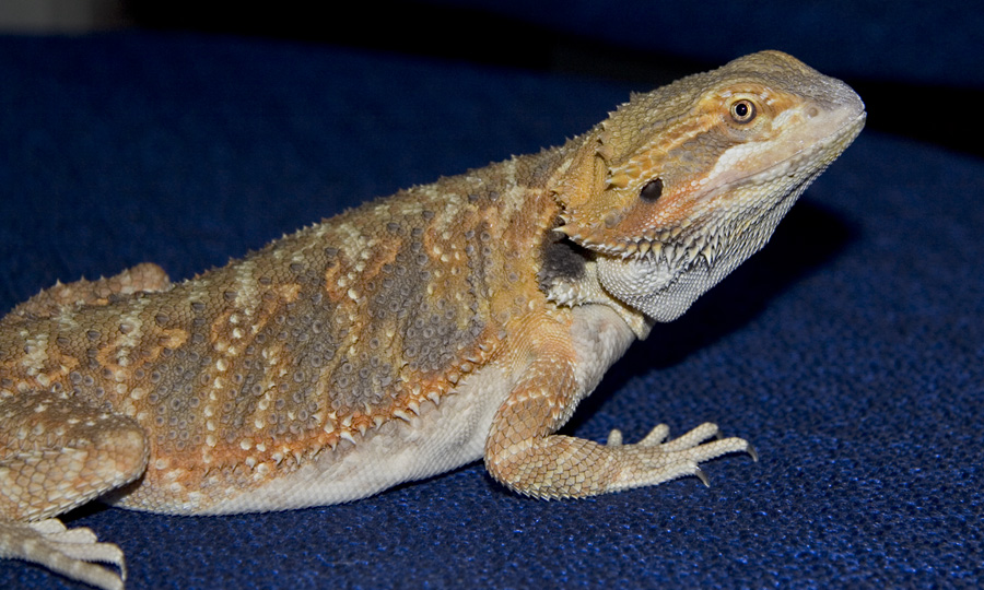Scooter, Tulip's betrothed.