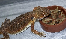 Dinnertime