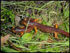 yellow eyed salamander