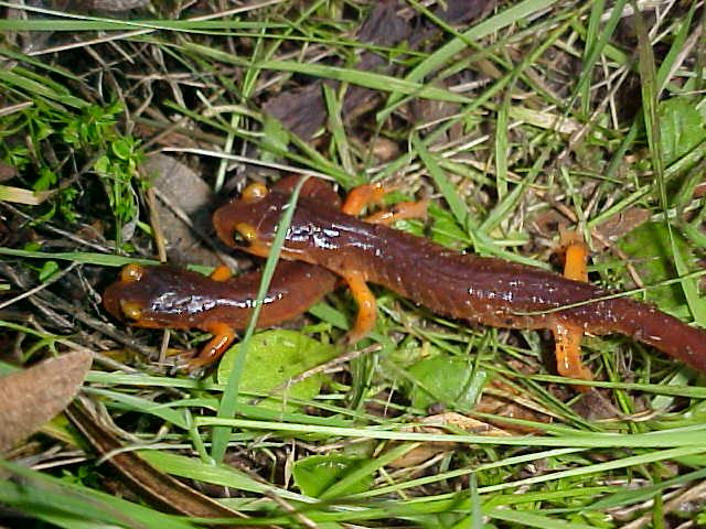 yellow eyed salamander