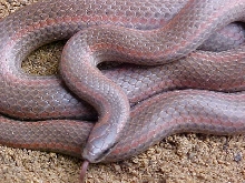 sharptail