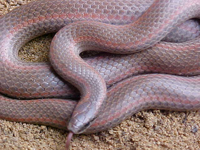 sharptail