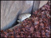alagator lizard