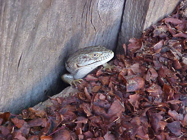 alagator lizard