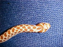 red hog  W.C.