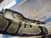 "Normal" female - neck shot