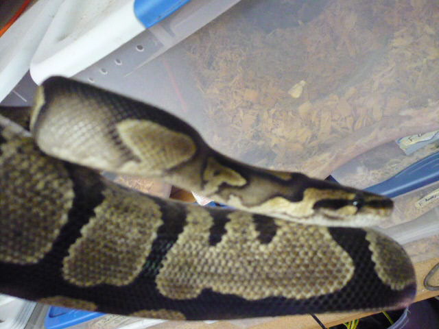 "Normal" female - neck shot