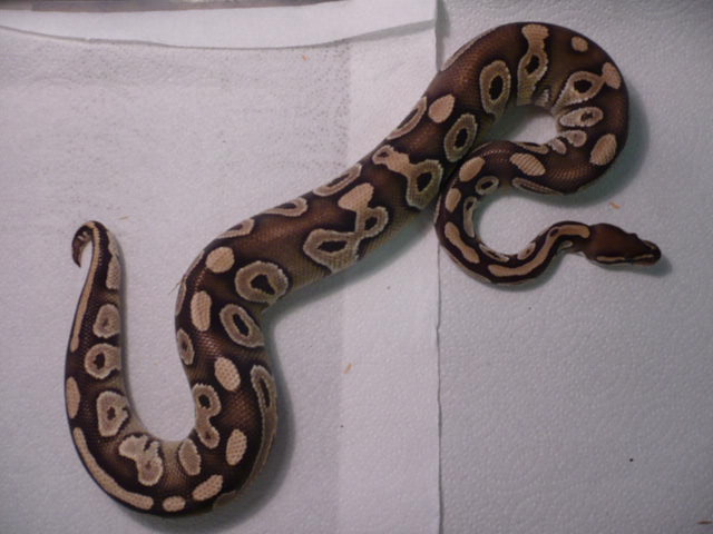 Mojave Male