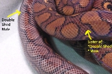 Double Shed boy w/ his sister