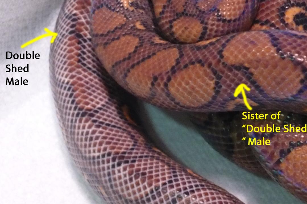 Double Shed boy w/ his sister