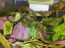 boiga drappeizzi