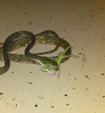White spotted catsnake