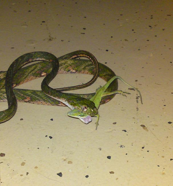 White spotted catsnake