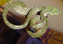 Boiga drapiezii