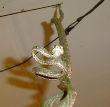 White spotted Catsnake