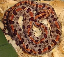 Sistrurus miliarius