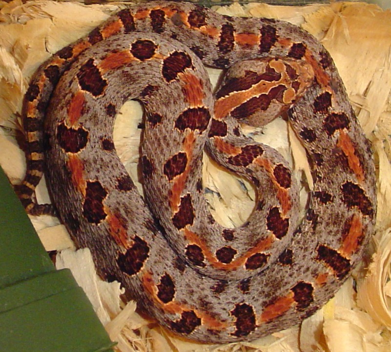 Sistrurus miliarius