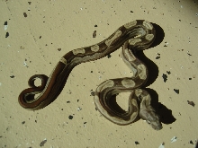 Motley 100% het albino