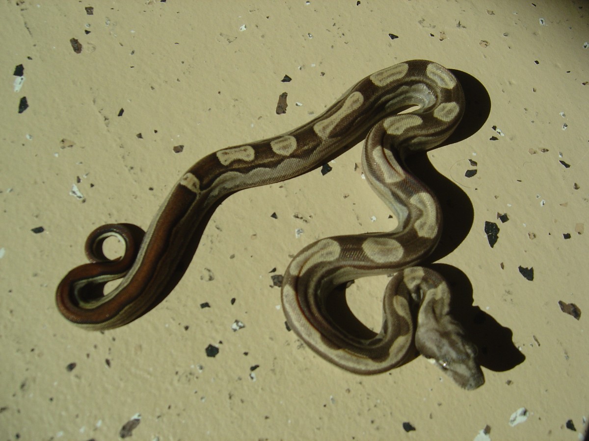 Motley 100% het albino