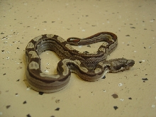 Motley 100% het albino