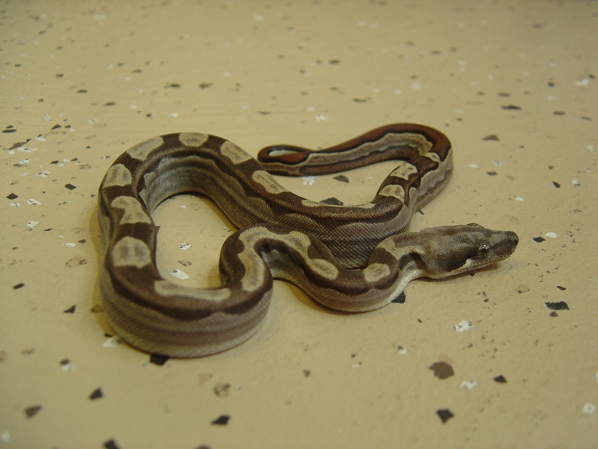 Motley 100% het albino