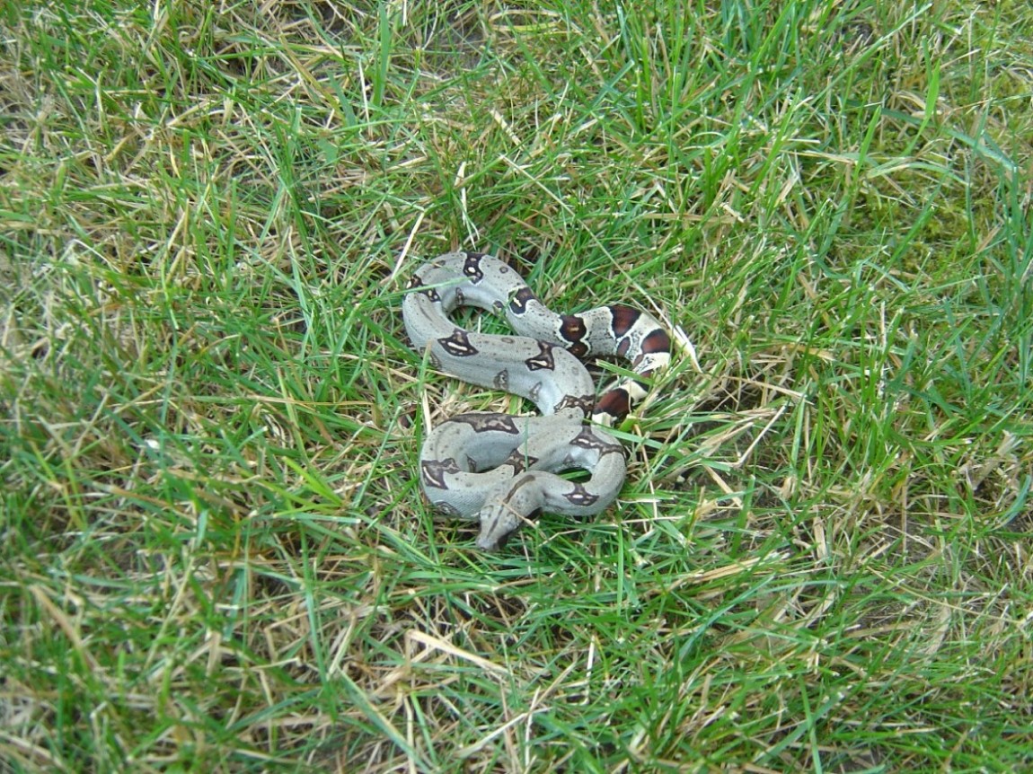 Peruvian boa